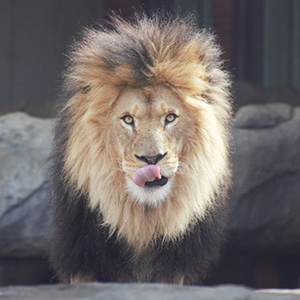 Have A ‘Roar’-some New Year