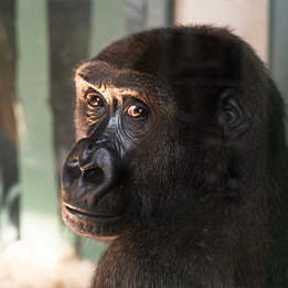 Swing into the New Year