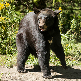 To ‘Bee’ Or Not To ‘Bee’