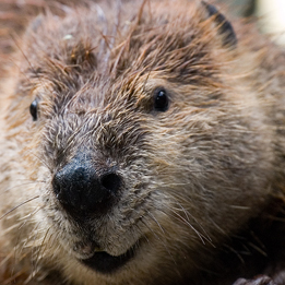 Cleave it for Beaver