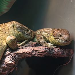 Another One Bites the Dust