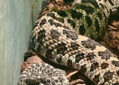 eastern massasauga rattlesnake and young
