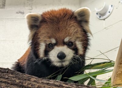 qi red panda