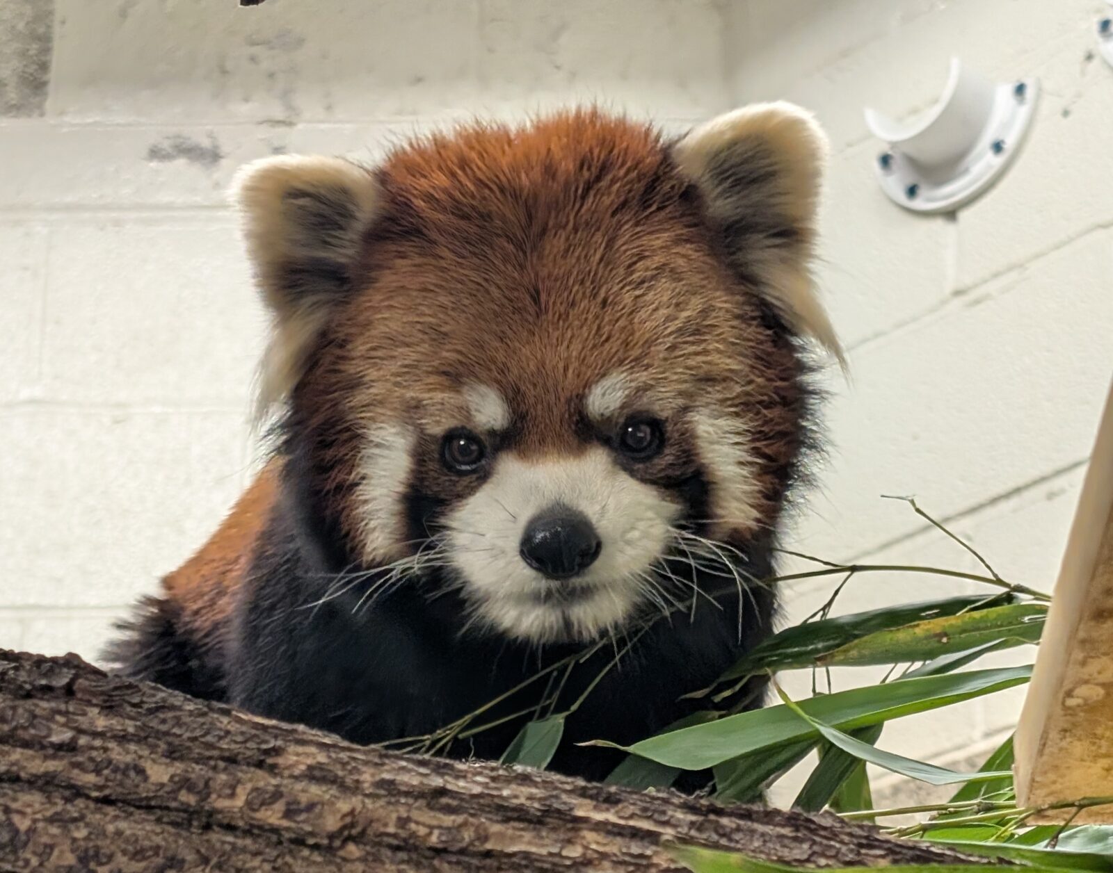 qi red panda