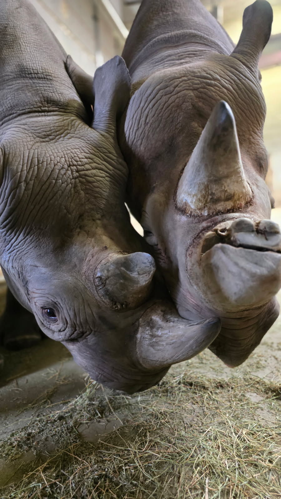 kapuki and utenzi rhinos