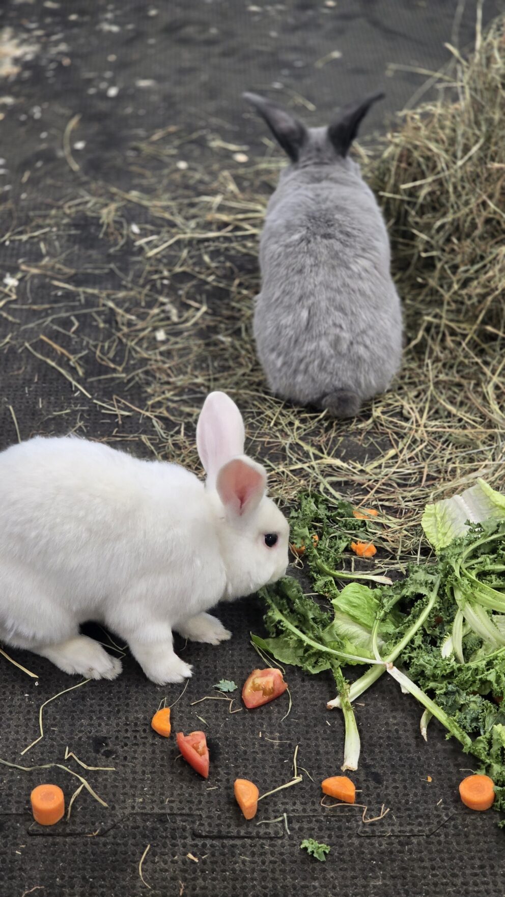 bunnies eating produce