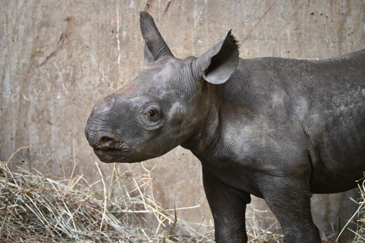 Baby rhino Hazina