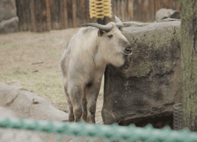 sichuan takin