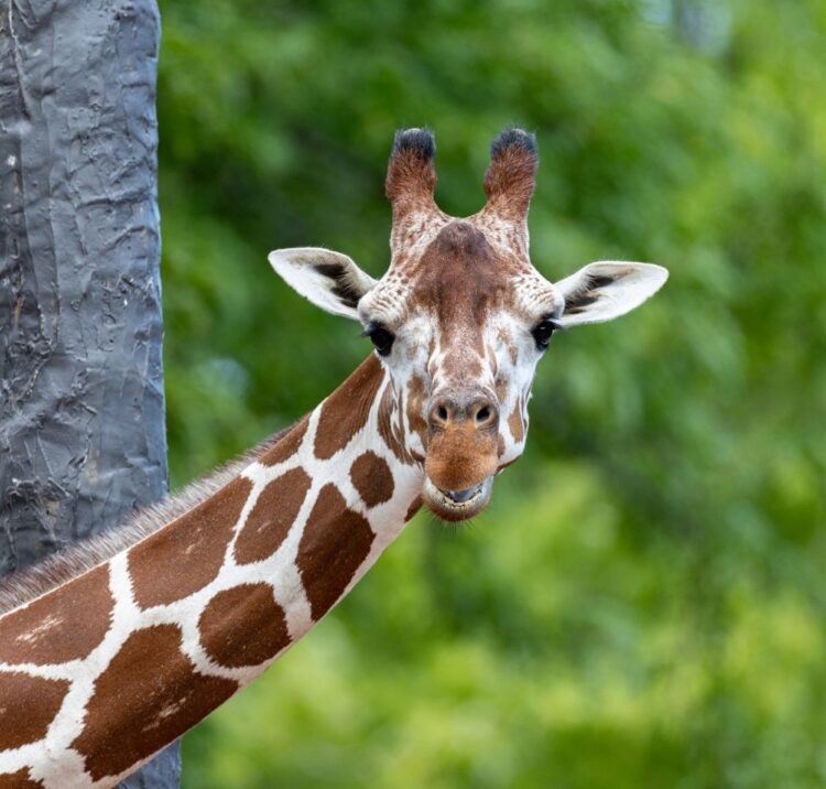 Giraffe next to a tree looking forward