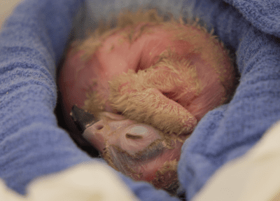 vulture chick after hatch