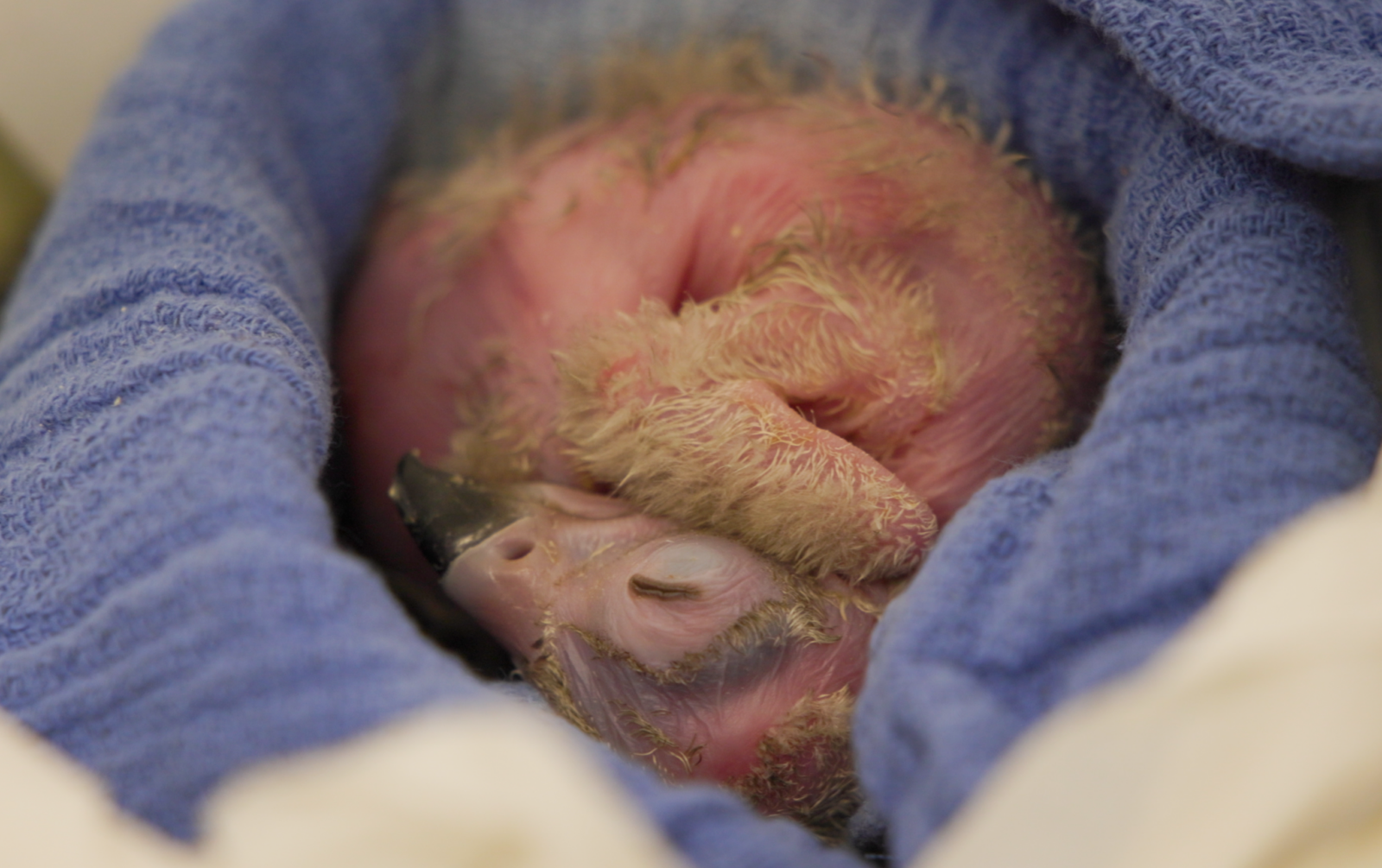 vulture chick after hatch