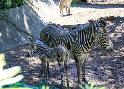 About the Zoo | Lincoln Park Zoo