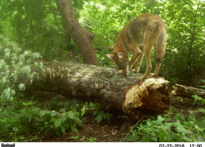 coyote