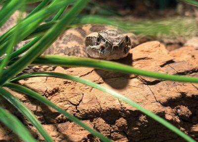 eastern massasauga rattlesnake