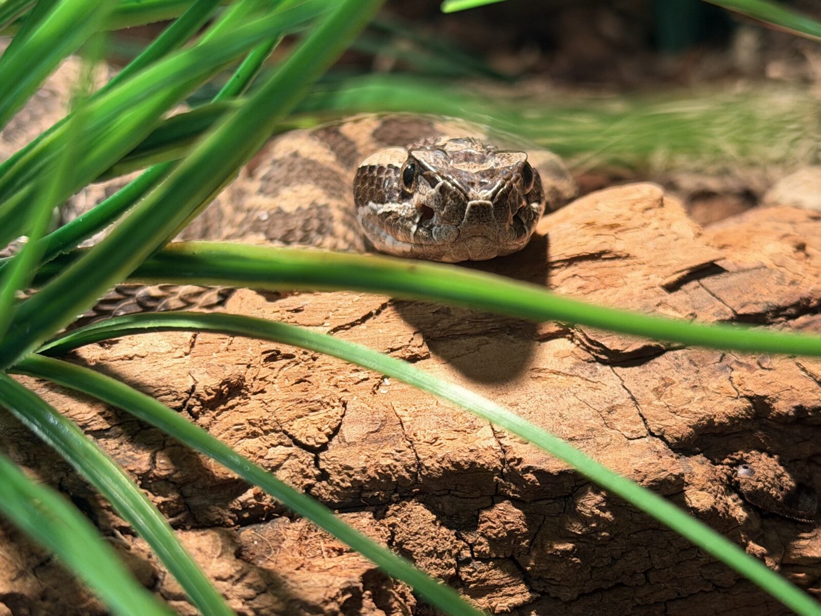 eastern massasauga rattlesnake