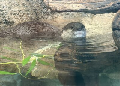 asian small-clawed otter