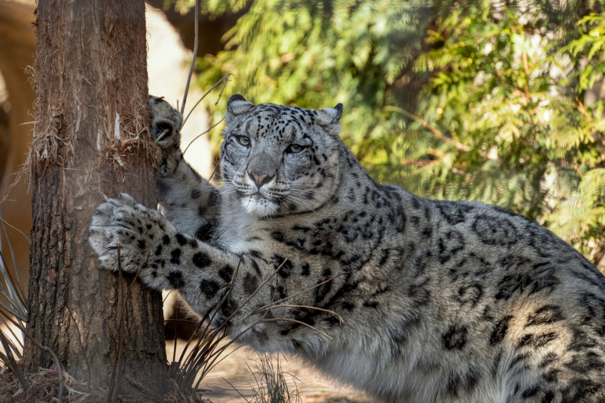 Lincoln Park Zoo Mourns the Loss of Snow Leopard Ozzy | Lincoln
