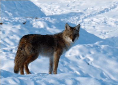 coyote in snow