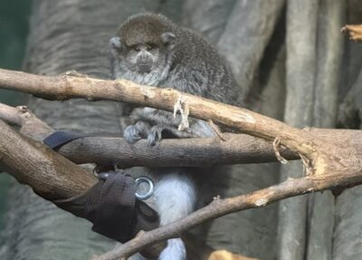 Bolivian gray titi monkey on branch