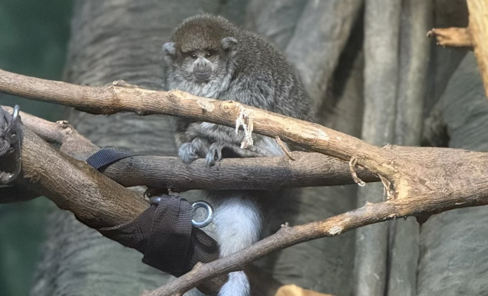 Bolivian gray titi monkey on branch