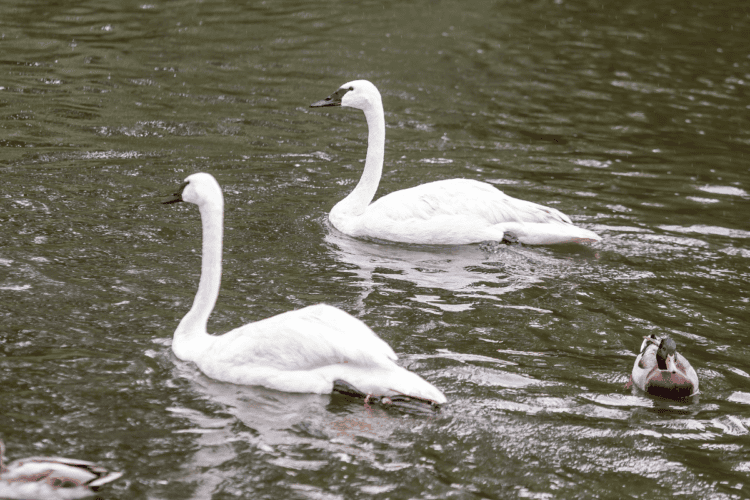 featured_swans-750x500.png