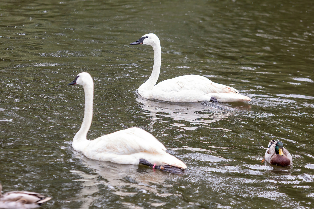 New Arrivals: Dean and Dolly, Trumpeter Swans | Lincoln Park Zoo